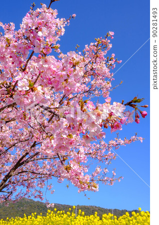 Spring Konohana Road Spring Konohana Road 90281493