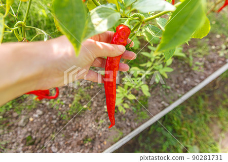 Gardening and agriculture concept. Female farm worker hand harvesting red fresh ripe organic chili pepper in garden. Vegan vegetarian home grown food production. Woman picking hot spicy cayenne pepper 90281731