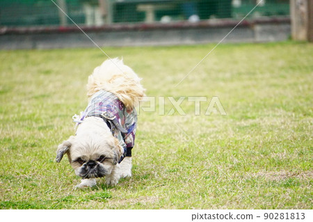 A dog trying to smell A dog trying to smell 90281813