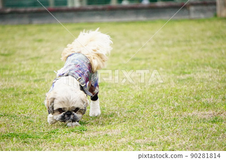 A dog trying to smell 90281814