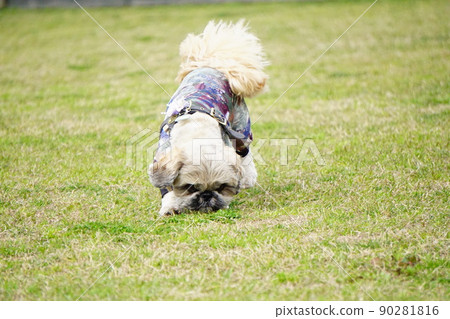 A dog trying to smell 90281816