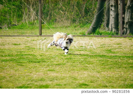 一條狗在寬狗跑上跑 90281856