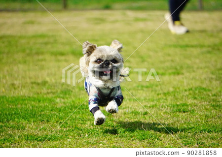 在狗跑中跳躍和奔跑的狗 90281858