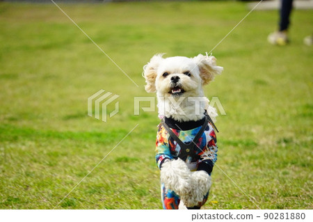 Dog running in a dog run 90281880