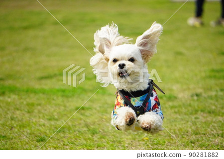 A dog that jumps and runs in a dog run 90281882