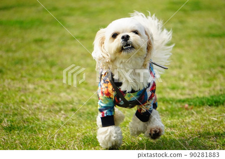 Dog running in a dog run Dog running in a dog run 90281883