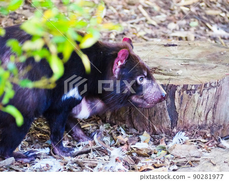 塔斯馬尼亞惡魔 塔斯馬尼亞惡魔 90281977