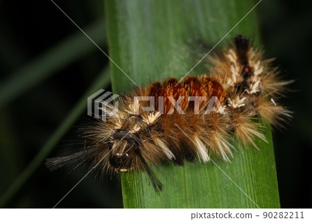 Creatures, insects, mamedokuga, last-instar larvae. Too much hair bundles, full of poisonousness. But even if you touch it, it seems to be lightly worn Creatures, insects, mamedokuga, last-instar larvae. Too much hair bundles, full of poisonousness. But even if you touch it, it seems to be lightly worn 90282211