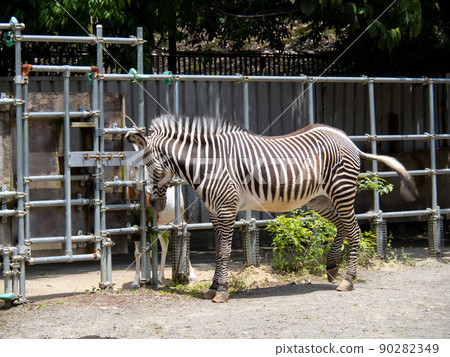 Zebra (Grévy's zebra). Zebra (Grévy's zebra). 90282349