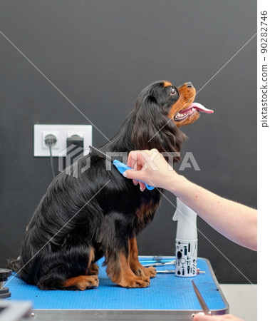 A woman's hand combs her hair with a comb for a spaniel dog 90282746
