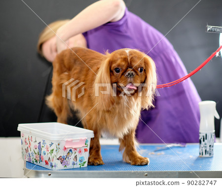 Cavalier King Charles Spaniel on a grooming procedure in an animal salon Cavalier King Charles Spaniel on a grooming procedure in an animal salon 90282747