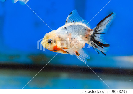 Goldfish Goldfish 90282951