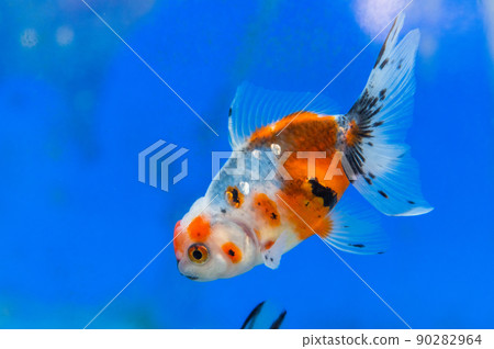 Goldfish   90282964