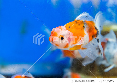 金魚 金魚 90282969