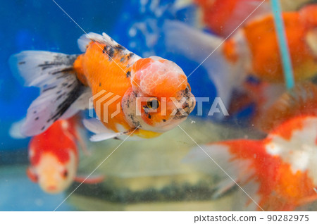 Goldfish Goldfish 90282975