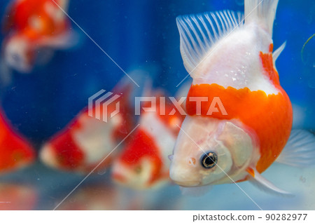 金魚 90282977