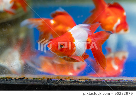 金魚 金魚 90282979