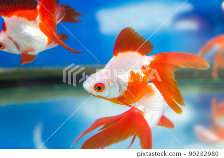 Goldfish   90282980