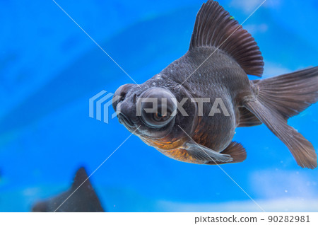 金魚 金魚 90282981