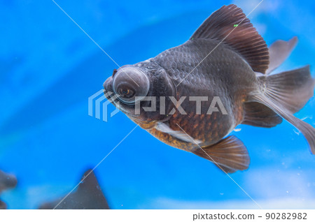 金魚 90282982