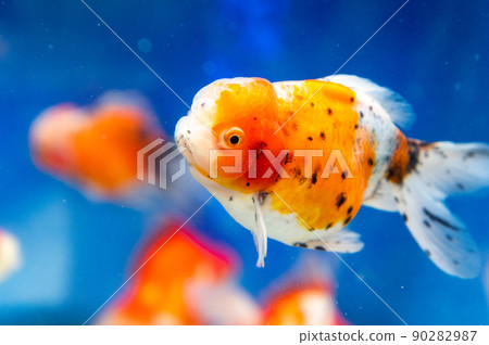 Goldfish Goldfish 90282987