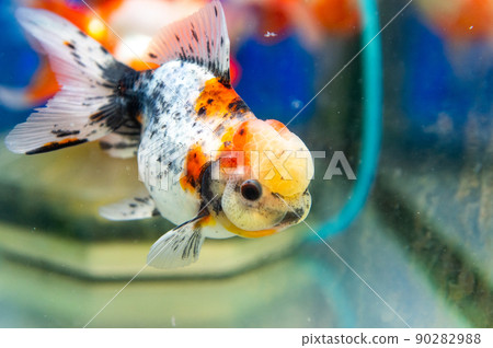 Goldfish Goldfish 90282988