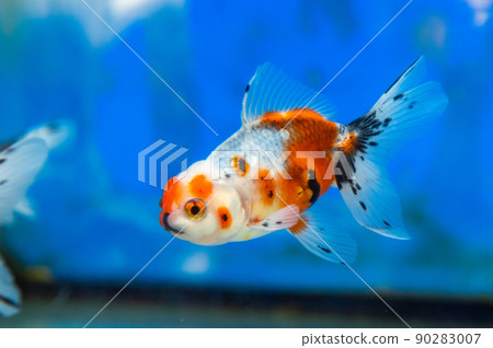 Goldfish   90283007