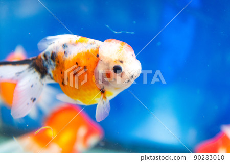 金魚 金魚 90283010