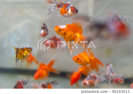 金魚 金魚 90283011