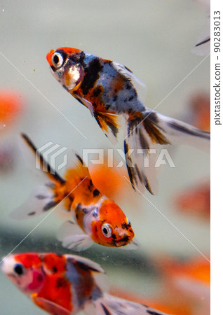 金魚 金魚 90283013