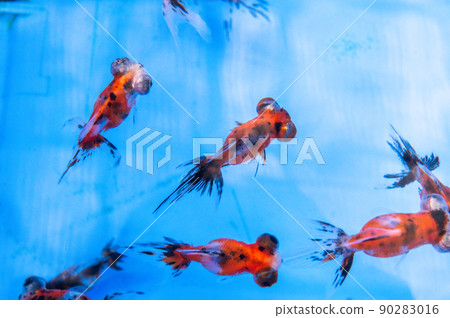 Goldfish Goldfish 90283016