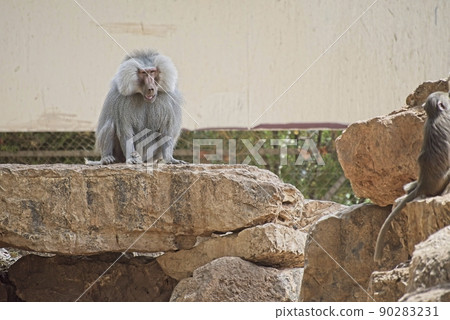 The hamadryas baboon, Papio hamadryas is a species of baboon, being native to the Horn of Africa and the southwestern tip of the Arabian Peninsula. 90283231