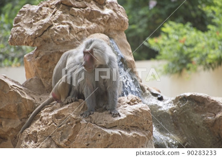 The hamadryas baboon, Papio hamadryas is a species of baboon, being native to the Horn of Africa and the southwestern tip of the Arabian Peninsula. 90283233