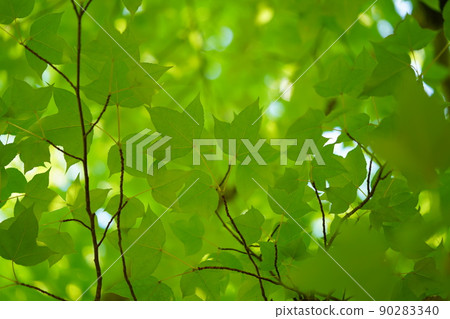 Background material of Fuu's young leaf forest Background material of Fuu's young leaf forest 90283340