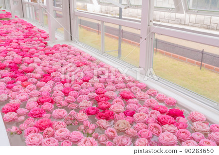 漂浮在東山動植物園溫室前樓的浮花<愛知縣名古屋市> 90283650