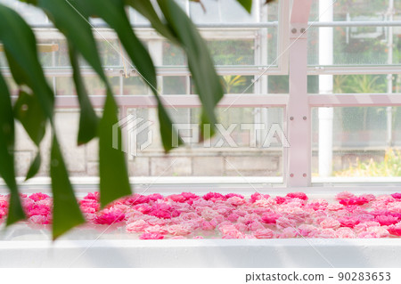 漂浮在東山動植物園溫室前樓的浮花<愛知縣名古屋市> 90283653