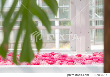 漂浮在東山動植物園溫室前樓的浮花<愛知縣名古屋市> 90283654