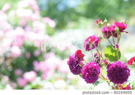 A bright purple rose 90284000