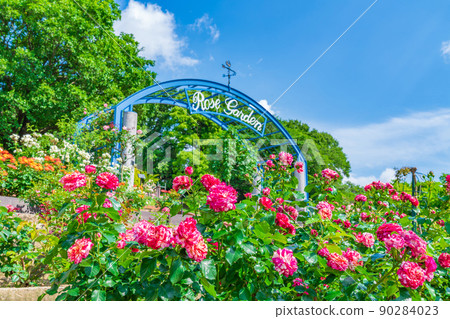 Higashiyama Zoo and Botanical Garden, roses in full bloom <Nagoya City, Aichi Prefecture> 90284023