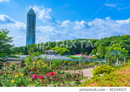 Higashiyama Zoo and Botanical Garden, roses in full bloom <Nagoya City, Aichi Prefecture> 90284025