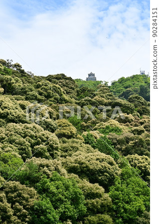 Gifu Castle Kinkasan where Japanese Chinquapin blooms (early May) Gifu Castle Kinkasan where Japanese Chinquapin blooms (early May) 90284151