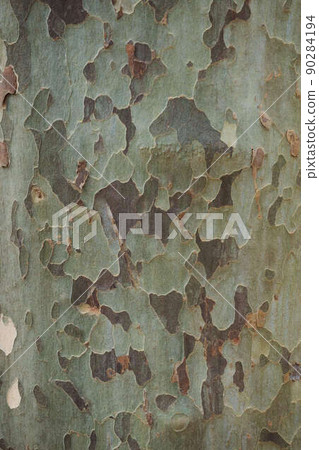 Platanus sycamore camouflage bark 90284194