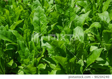 spinach spinach 90284240