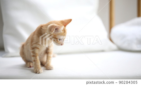 Orange tabby kitten sitting on couch and looking on something  90284305