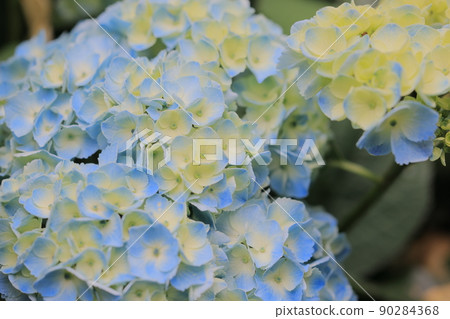 繡球 90284368