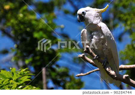 Aomokibatan (parrot) Aomokibatan (parrot) 90284744