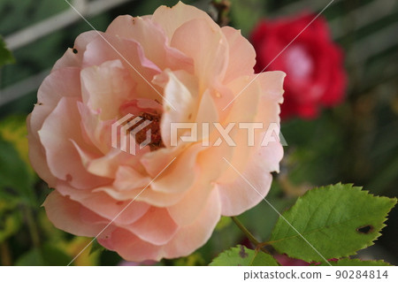 Pink rose Pink rose 90284814