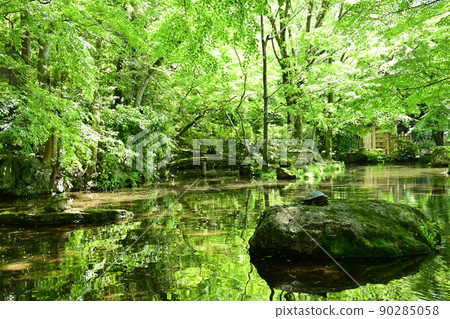 岐阜公園的藍楓染成鮮綠色 岐阜公園的藍楓染成鮮綠色 90285058