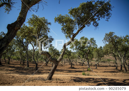 PORTUGAL ALENTEJO EVORA CROMLECH PORTUGAL ALENTEJO EVORA CROMLECH 90285079