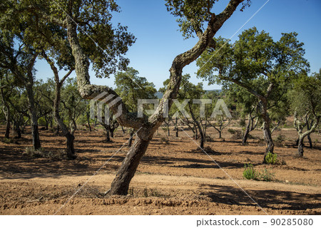 PORTUGAL ALENTEJO EVORA CROMLECH 90285080